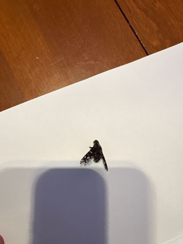 Moth Fly, Drain Fly, Filter Fly, Sewage Fly
