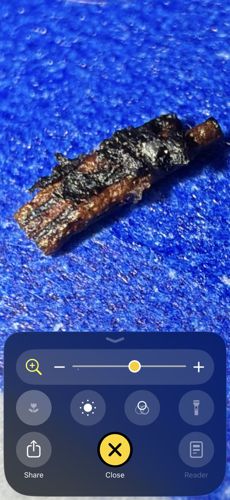 Bagworm (Larva/Caterpillar)