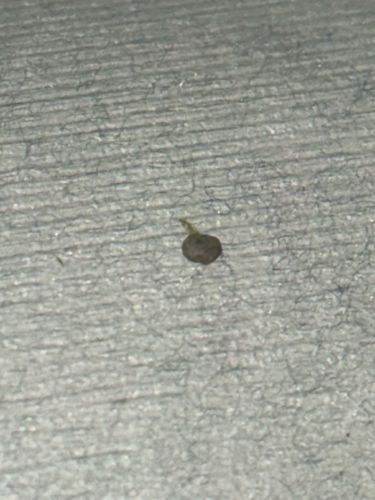 Household Casebearer Moth (larva)