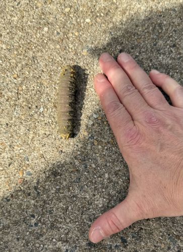 Leatherjacket larva (Crane Fly Larva)