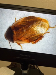 Cockroach
