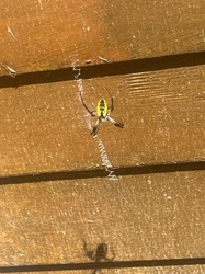 Yellow Garden Spider, Black and Yellow Garden Spider, Zipper Spider, Corn Spider