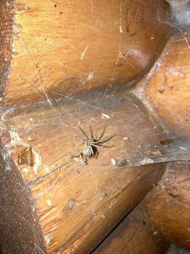 Funnel Weaver Spider (Grass Spider)