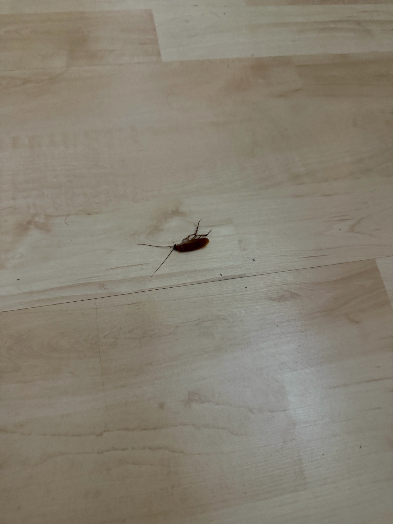 American Cockroach