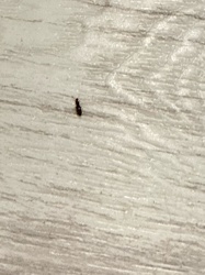 Red Flour Beetle