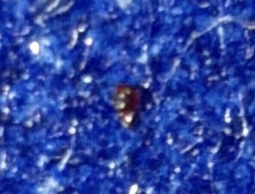 Bed Bug
