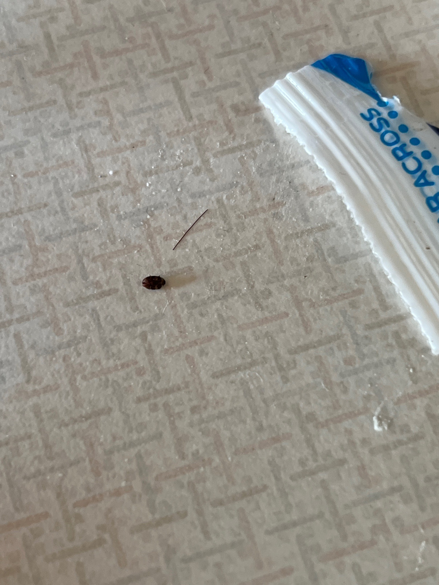 Varied Carpet Beetle