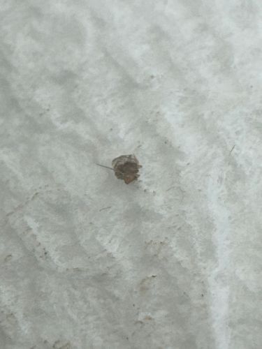 Junk bug (Green lacewing larva)