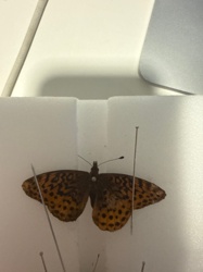 Fritillary butterfly