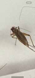 Cricket (likely Field Cricket or House Cricket)