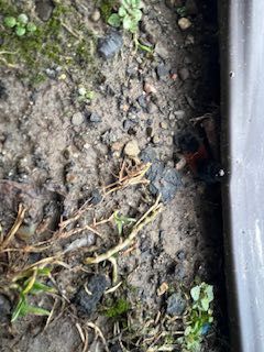 Red Velvet Ant (Cow Killer)