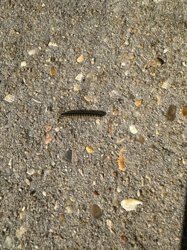 Millipede