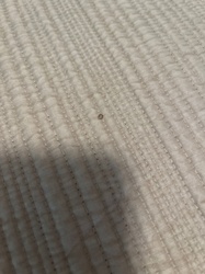 Bed Bug (Likely a Nymph or recently fed adult)