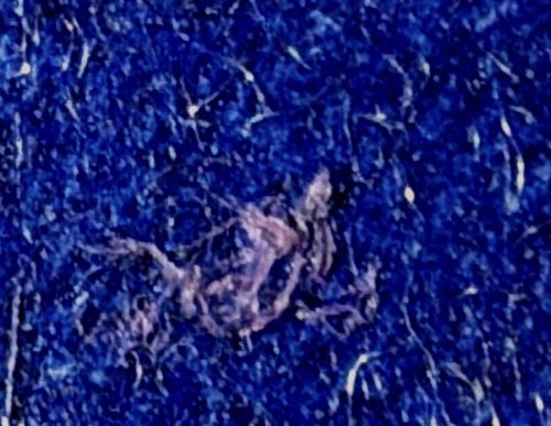 Household Thread-waisted Spider (likely a Pholcid variant)