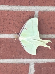 Luna Moth