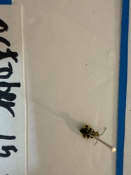 Squash Lady Beetle or Squash Ladybug