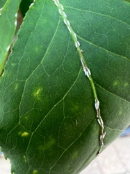 Mealybugs