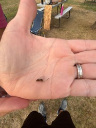 Flying Ant / Winged Ant