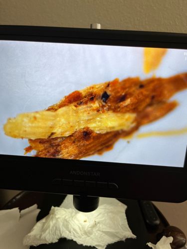 Case-bearing Clothes Moth