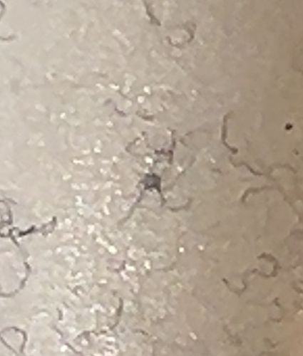 Crab louse, Pubic louse