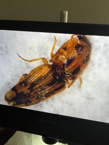 Click Beetle (possibly genus Ampedus or Athous)