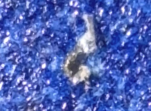 Clothing Moth Larva (Casemaking or Webbing)