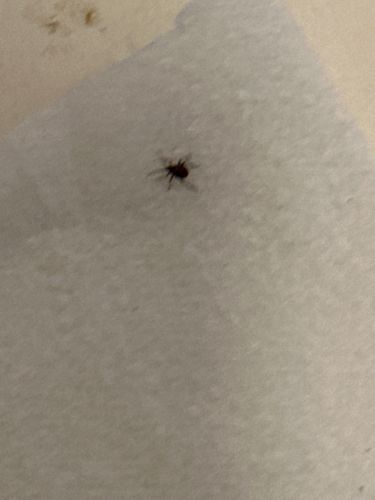 Black-legged Tick; Deer Tick