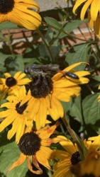 Two-spotted Scoliid Wasp or Blue-winged Scoliid Wasp