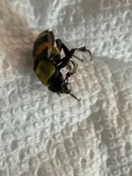 American Burying Beetle