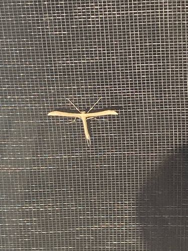 Plume Moth
