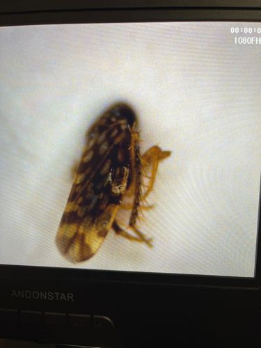 Leafhopper (likely a type of planthopper or similar Auchenorrhyncha)