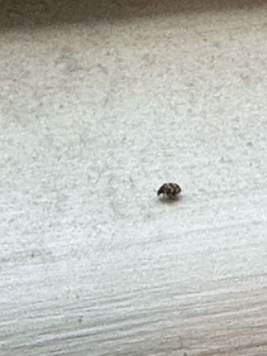 Varied Carpet Beetle