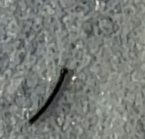 Portuguese Millipede