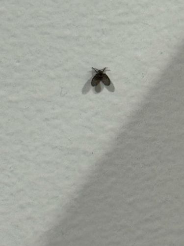 Drain Fly, Moth Fly, Filter Fly