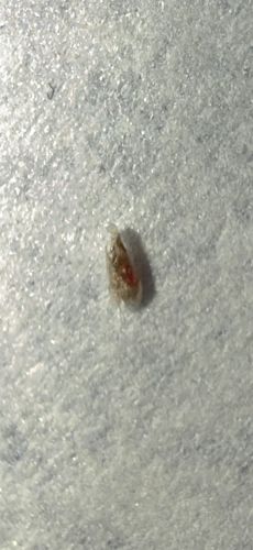 Pharaoh Ant