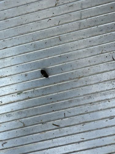 Cricket (likely a field cricket or house cricket)