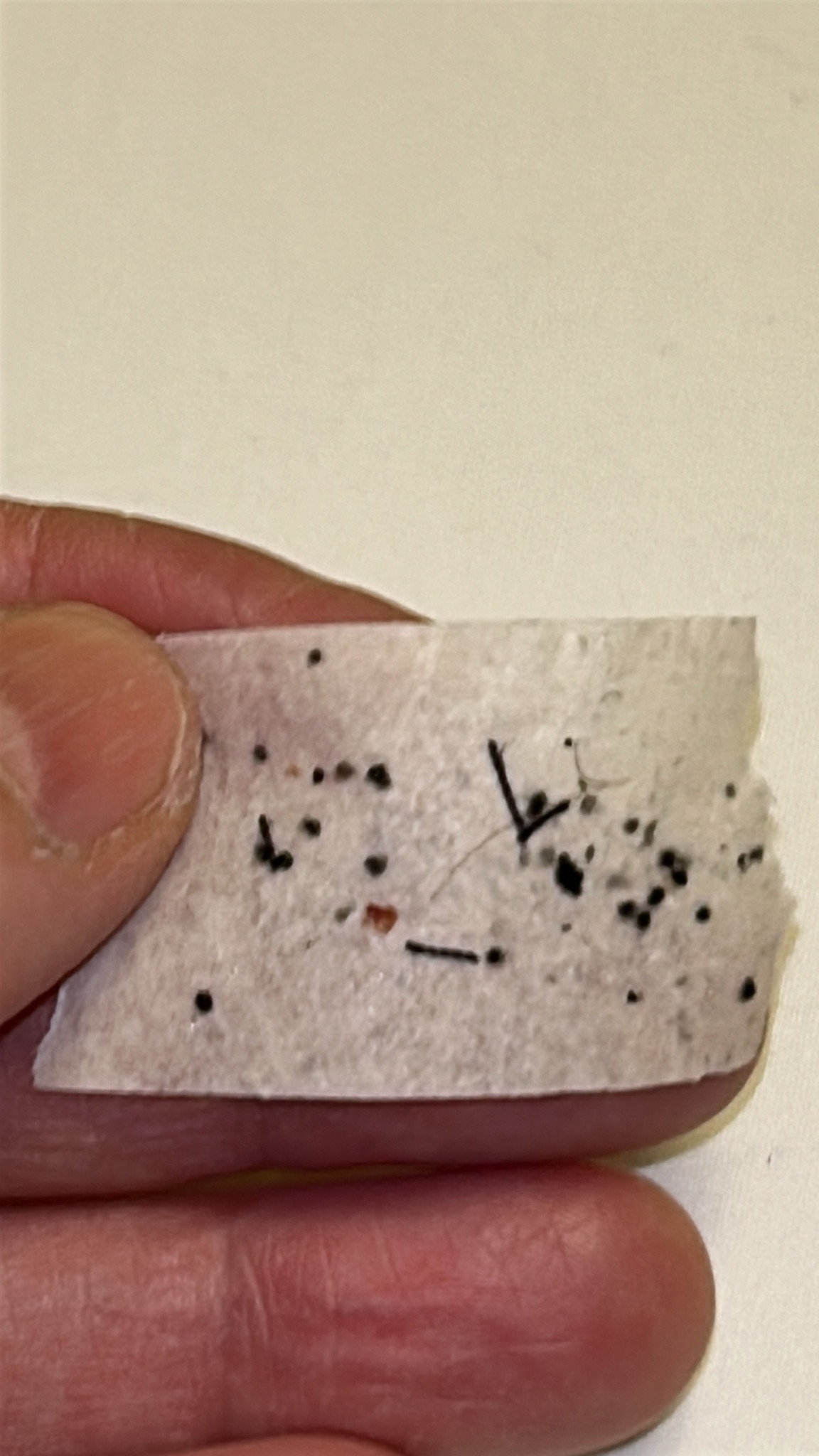 Bed Bug Fecal Spotting and Debris