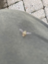 House fly (or a related species of fly)