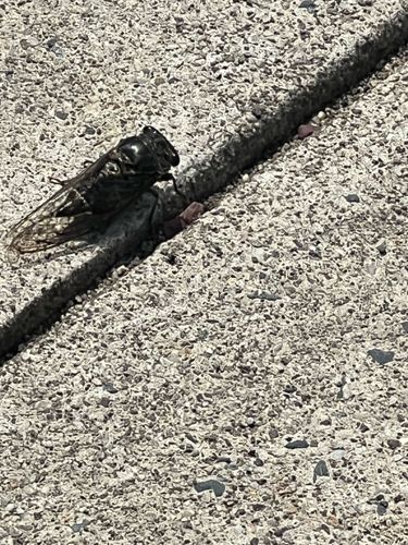 Cicada