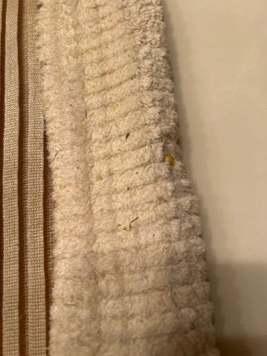Linen or Body Louse / Flea Larva (Likely environmental debris)