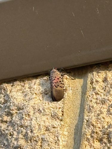 Spotted Lanternfly
