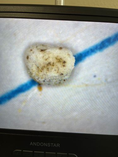 Case-bearing Clothes Moth (larva)