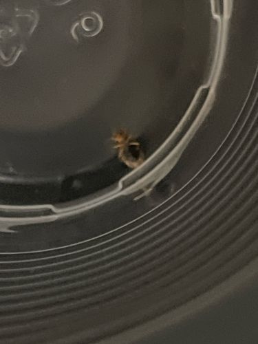 Carpet Beetle (Larva)