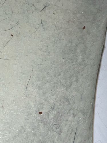 Carpet Beetle (larva)