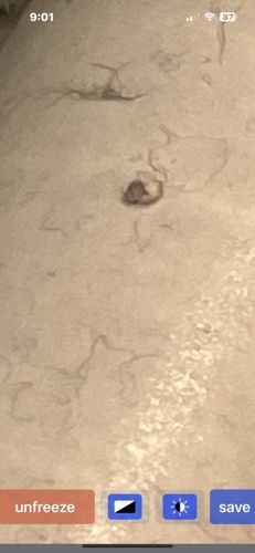 Carpet Beetle (likely Varied Carpet Beetle or Black Carpet Beetle)