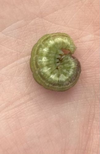 Cutworm (larva)