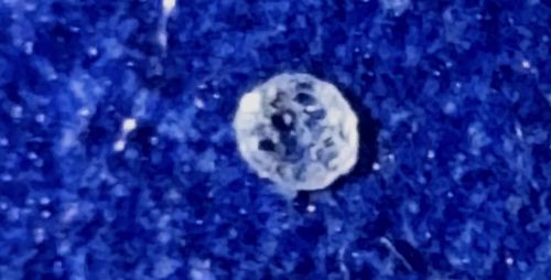 Varied Carpet Beetle