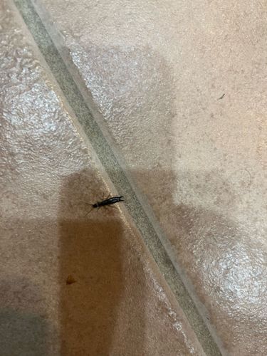 Earwig