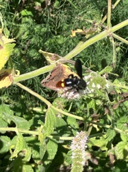 Velvet Ant (likely a species of Dasymutilla)