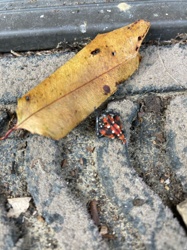 Monarch Butterfly (potentially a wing fragment)